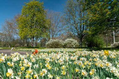 Beyaz ve sarı nergisli güzel bahar çiçekleri
