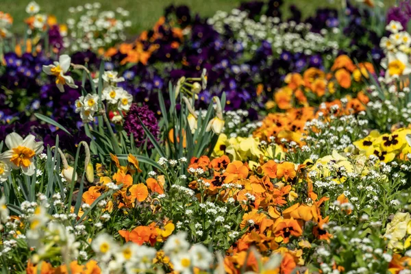 Lecho Flores Primavera Muy Colorido Con Narcisos Mariposas Mariposas Jacintos — Foto de Stock