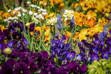Nergisleri, nonoşları, düğün çiçekleri ve sümbülleri olan çok renkli bir bahar çiçeği yatağı.