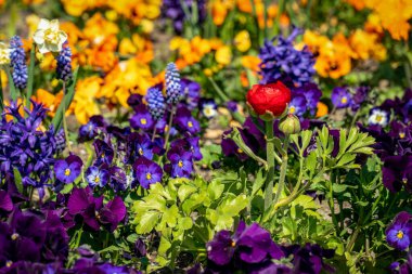 Nergisleri, nonoşları, düğün çiçekleri ve sümbülleri olan çok renkli bir bahar çiçeği yatağı.