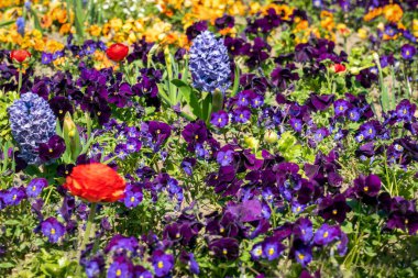 Nergisleri, nonoşları, düğün çiçekleri ve sümbülleri olan çok renkli bir bahar çiçeği yatağı.