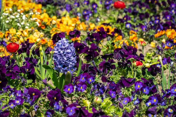 Cama Flores Primavera Muito Colorida Com Narcisos Pálias Buttercups Jacintos — Fotografia de Stock