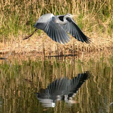 Uçan gri balıkçılın (ardea cinerea) göl kenarında, suda refleksleri olan bir gölün yakınında.
