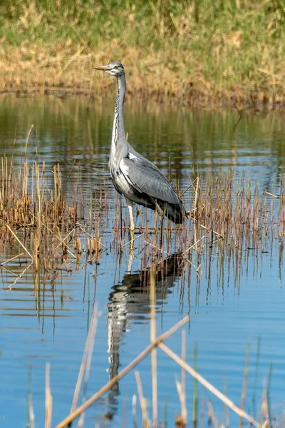 Perto Uma Garça Cinza Ardea Cinerea Seu Habitat Natural Lago — Fotografia de Stock