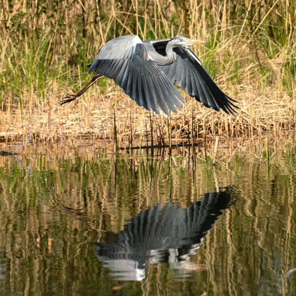 Close Flying Gray Heron Ardea Cinerea Lakeside Reflexions Water — Stock Photo, Image