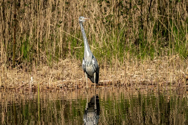 Close Gray Heron Ardea Cinerea Its Natural Habitat Lakeside — стоковое фото