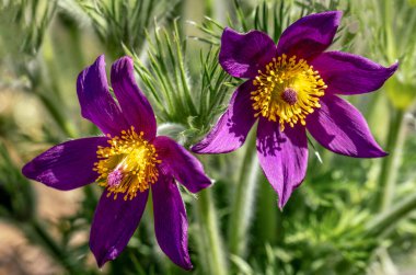İki mor paskalya çiçeğine (pulsatilla) yakın çekim)