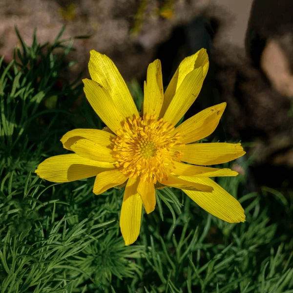 Sarı bir Adonis vernalis çiçeğine yaklaş.
