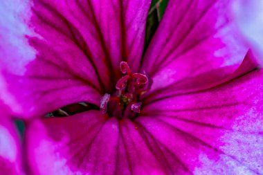 Pistil, stamen ve morumsu sardunya çiçeğinin ayrıntılı makro resmi.