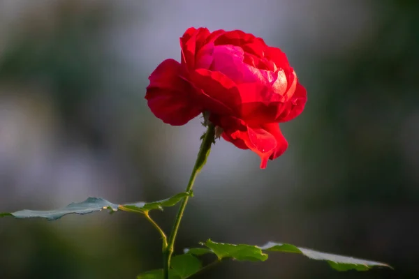 明るい日差しの中で赤いバラの花の頭の閉じる — ストック写真