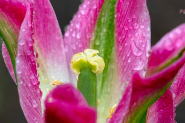 Макроснимок Жёлтого Стебля Цветного Розового Тюльпана — стоковое фото