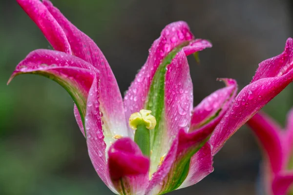 Портрет Цветного Розового Тюльпана Зеленом Боке — стоковое фото