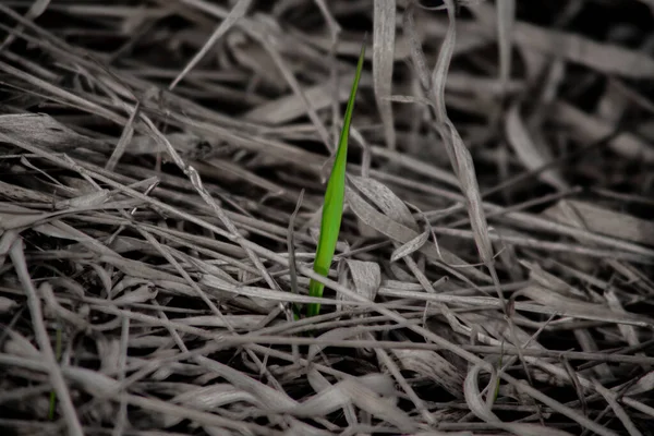 Little Rebel Minimalistic Shot Green Blade Grass Monochrome Sourrounding — Stock Photo, Image