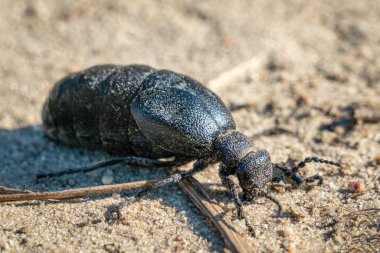 Kumlu topraklarda siyah bir yağ böceğinin (Meloe proscarabaeus) makro resmi