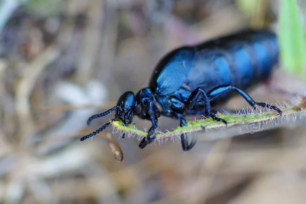 Macro Pic Escarabajo Aceite Negro Meloe Proscarabaeus Masticando Una Hoja — Foto de Stock