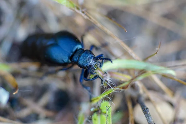 Μακροσκοπική Εικόνα Μαύρου Σκαθαριού Meloe Proscarabaeus Που Μασάει Μια Λεπίδα — Φωτογραφία Αρχείου