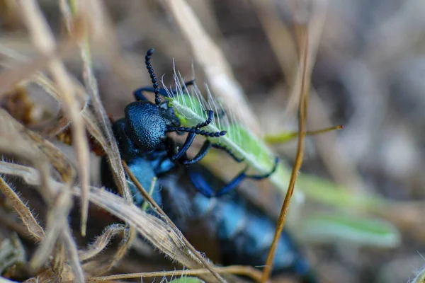 Macro Photo Scarabée Noir Meloe Proscarabaeus Mâchant Sur Brin Herbe — Photo