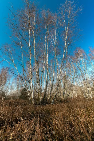 Berken Een Winterlandschap Met Blauwe Luchten — Stockfoto