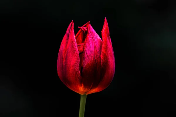 Fechar Imagem Uma Tulipa Vermelha Isolada Com Fundo Preto — Fotografia de Stock