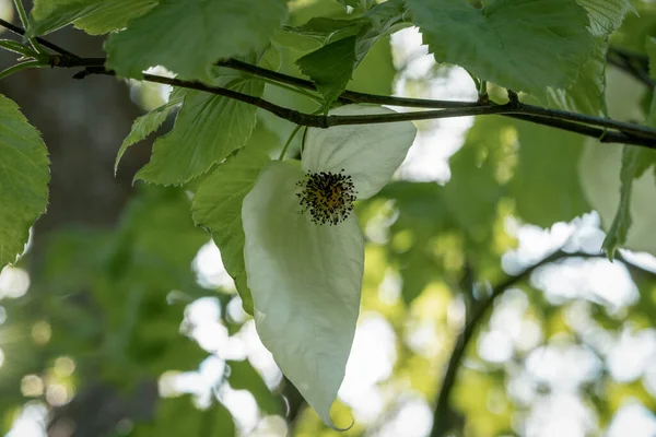 Makroaufnahme Einer Weißen Blume Eines Taubenbaums Davidia Involucrata Mit Grüner — Stockfoto