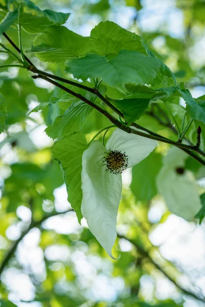 Makroaufnahme Einer Weißen Blume Eines Taubenbaums Davidia Involucrata Mit Grüner — Stockfoto