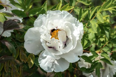 Beyaz bir kayalık şakayık çiçeğinin (Paeonia rockii) parlak bahar güneşinde açtığı çiçeğe yaklaş