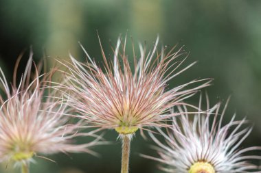 Yeşil bokeh arka planlı bir Pasqueflower (pulsatilla) bitkisinin yumuşak çekirdekleri