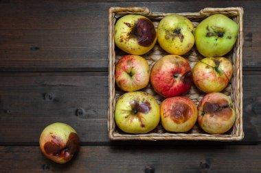 Tahta kahverengi arka planda hasır sepetteki çirkin elmalar. Kapat..
