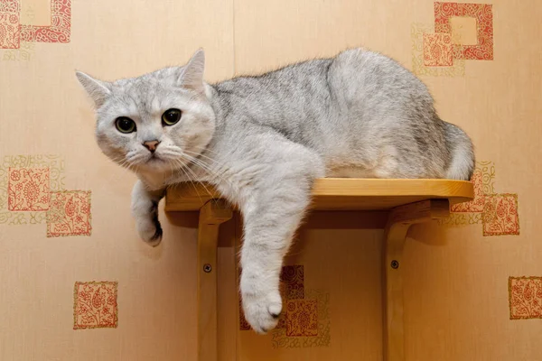 Angry Spoiled Scottish Straight Cat Lies Wooden Shelf Looks Frame — Stock Photo, Image