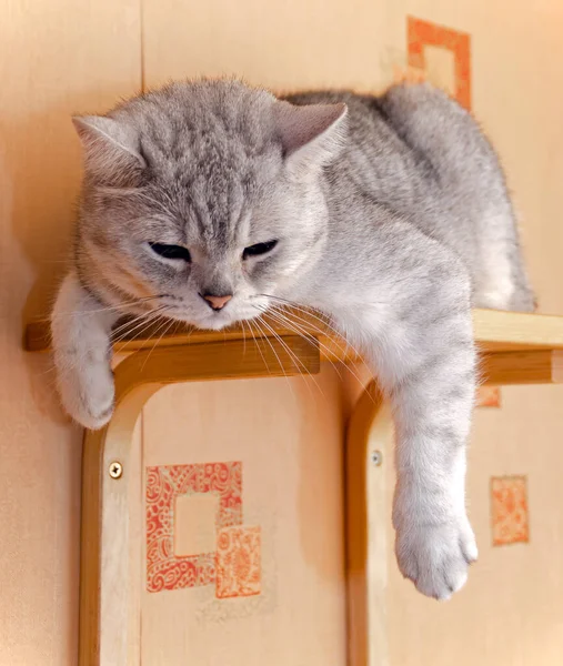 Cute Funny Spoiled Scottish Straight Cat Sleeps Wooden Shelf Its — Stock Photo, Image