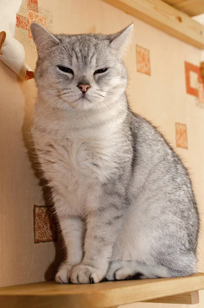木製の棚の上に座って耳を持つスコットランドのストレート猫 傷つけられた壁紙と幸せ 面白い動物だ ペット — ストック写真