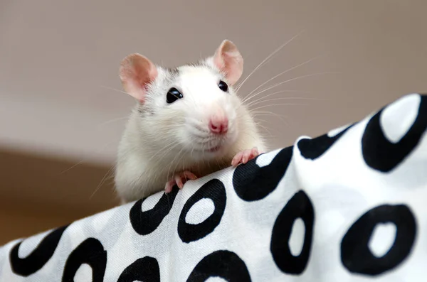 Een Kleine Schattige Witgrijze Rat Gluurt Uit Van Achter Het Stockfoto