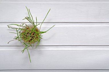 Taze yeşil filizler. Sağlıklı bir yaşam tarzı. Doğal yiyecekler. Mikroyeşiller vejetaryen ve sağlıklı beslenme konsepti. Uzayı kopyala Tohumlar. kemirgenler ve kemirgenler için ot. Yukarıdan görünüm