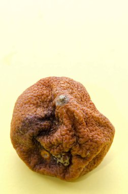 Sarı arka planda çürümüş çirkin bir mandalina. Kahverengi lekeli turuncu mandalina, üst manzara, yakın çekim. Bozuk ürün. metin için yer ile