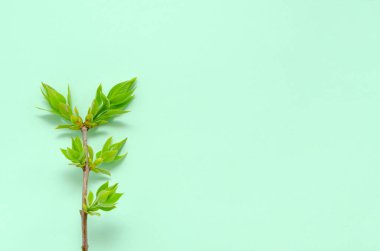 İlkbahar taze yaprakları olan bir ağaç dalı. Fotokopi alanı olan sarı bir zemin üzerinde. Yeni sıfır atığın yeniden canlanması ilkbahar konsepti. çevresel koruma