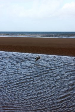 Normandiya İniş Sahilleri