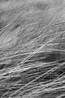 Sylt Adası 'nda bahar havası