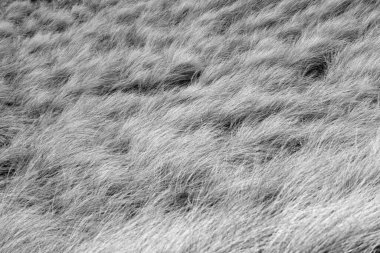 Sylt Adası 'nda bahar havası