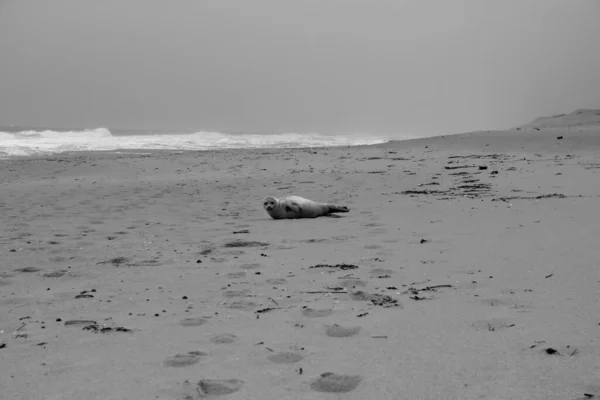 Animais Mortos Vivos Ilha Sylt — Fotografia de Stock