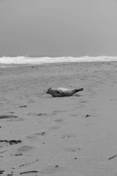 Dead Alive Animals Sylt Island — стокове фото