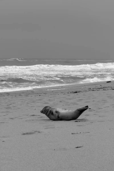 シルト島で死んだ動物と生きている動物 — ストック写真