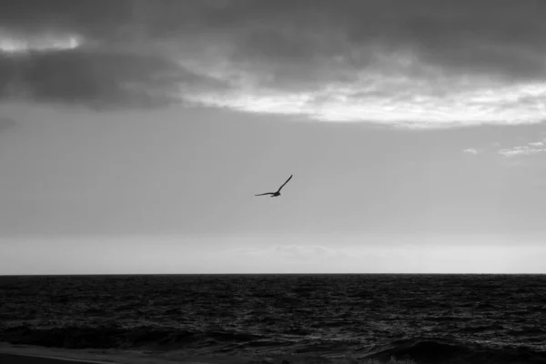 Animali Vivi Morti Sylt Island — Foto Stock