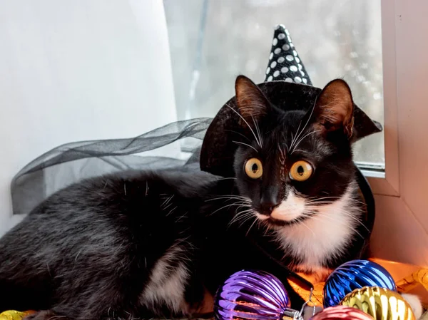 Černá kočka s kloboukem čarodějnice Halloween. izolované na bílém pozadí. — Stock fotografie