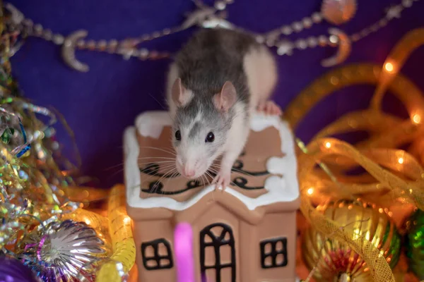Cute gray domestic rat in a New Year's decor. Symbol of the year 2020 is a rat. Santa's sleigh. — Stock Photo, Image