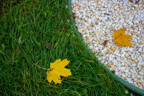 Een grote steen ligt op de vergeelde esdoornbladeren die in het najaar op het groene gras zijn gevallen, van dichtbij in de natuur op een zonnige dag in het begin van de herfst in september of oktober. — Stockfoto