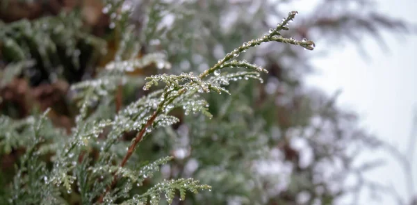 Cobweb på gröna Gran grenar med droppar morgondagg vid soluppgången i solljus. — Stockfoto