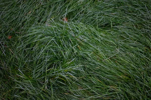 Antecedentes de una hierba verde. Textura de hierba verde Textura de hierba verde de un campo — Foto de Stock