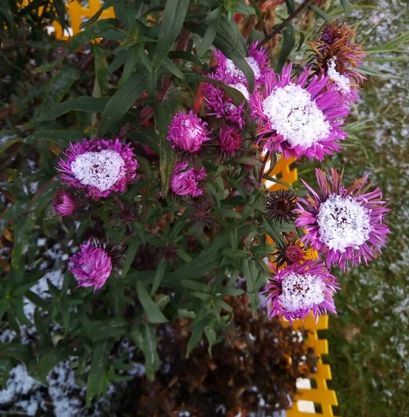 Λουλούδια στον κήπο κάτω από το χιόνι. Χιόνι το φθινόπωρο — Φωτογραφία Αρχείου