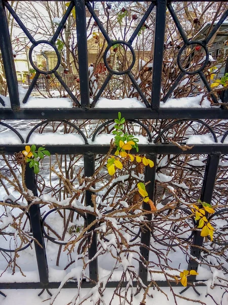 Winter achtergrond met sneeuw op het hek gebruikt voor uw patroon textuur achtergrond, kerst ansichtkaart, behang of uw natuur design concept — Stockfoto