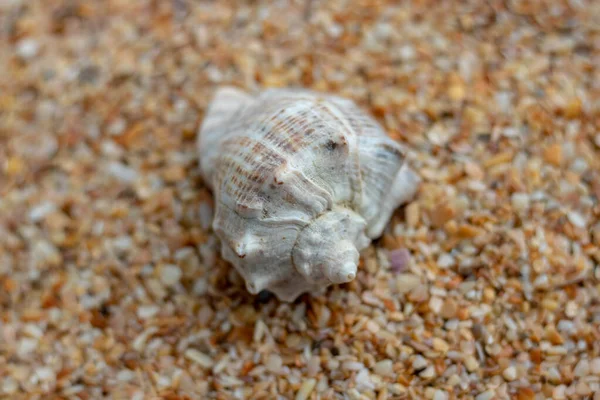 Zeeschelpen op zand. Zomer strand achtergrond. Bovenaanzicht. — Stockfoto